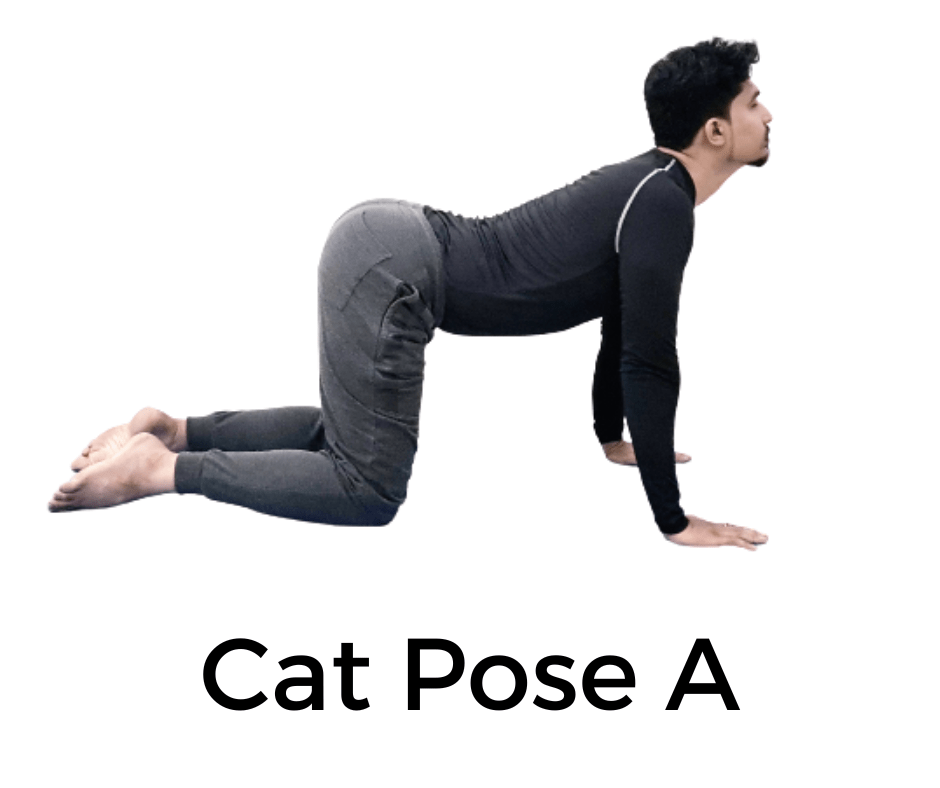 cat pose,how to do cat cow pose,cat cow pose,cat pose benefits,how to do cat pose,cat and cow pose,how to do cat cow,cat cow pose for energy,how to do cat pose asana,cat and camel pose,cat pose yoga,yoga poses,how to do cat pose in yoga,cat pose asana benefits,cow pose,cat cow,benefits of cat cow pose,cat stretch pose benefits,cow and cat pose,how to do fish pose for beginners,yoga pose,how to do cow pose,how to do cat/cow pose in yoga