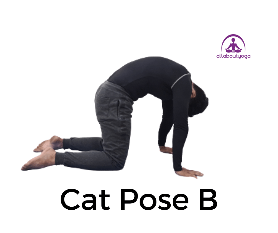 cat pose,how to do cat cow pose,cat cow pose,cat pose benefits,how to do cat pose,cat and cow pose,how to do cat cow,cat cow pose for energy,how to do cat pose asana,cat and camel pose,cat pose yoga,yoga poses,how to do cat pose in yoga,cat pose asana benefits,cow pose,cat cow,benefits of cat cow pose,cat stretch pose benefits,cow and cat pose,how to do fish pose for beginners,yoga pose,how to do cow pose,how to do cat/cow pose in yoga