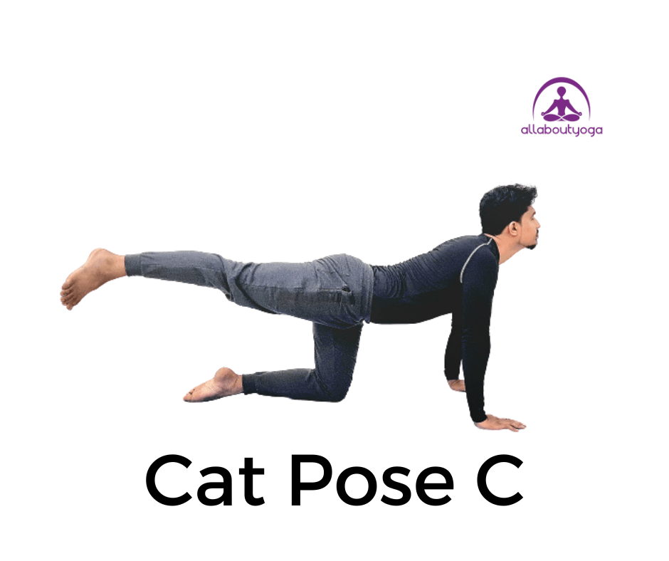 cat pose,how to do cat cow pose,cat cow pose,cat pose benefits,how to do cat pose,cat and cow pose,how to do cat cow,cat cow pose for energy,how to do cat pose asana,cat and camel pose,cat pose yoga,yoga poses,how to do cat pose in yoga,cat pose asana benefits,cow pose,cat cow,benefits of cat cow pose,cat stretch pose benefits,cow and cat pose,how to do fish pose for beginners,yoga pose,how to do cow pose,how to do cat/cow pose in yoga